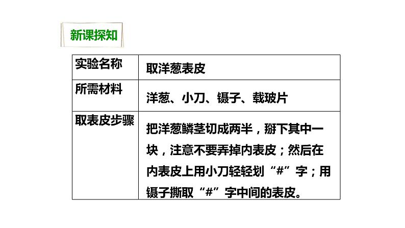 1.5用显微镜观察身边的生命世界（一）课件PPT第7页