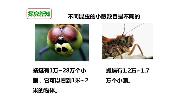 1.2放大镜下的昆虫世界课件PPT第6页