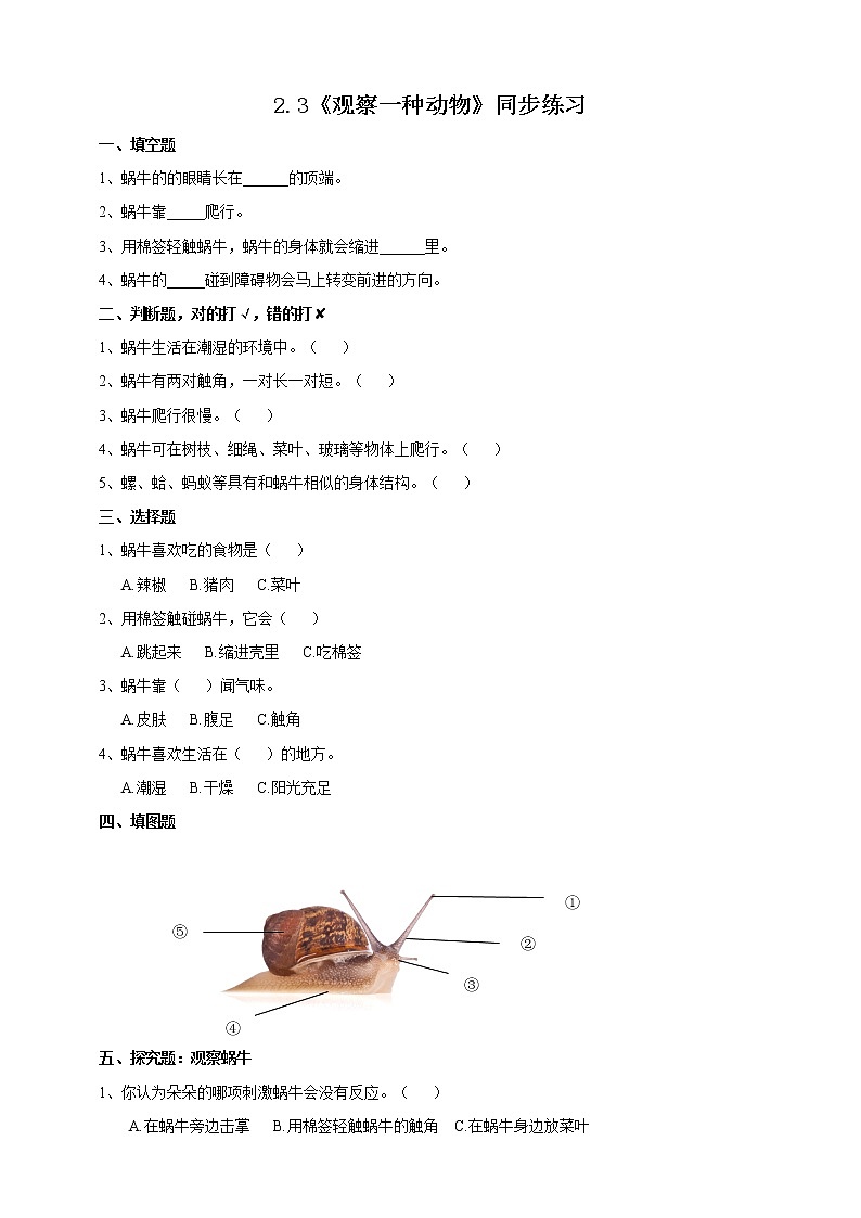 2.3《观察一种动物》课件+教案+练习01