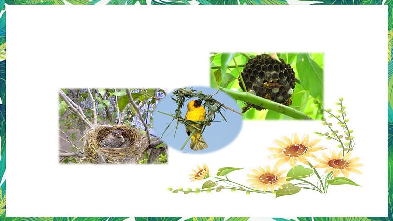 2.4《给动物建个“家”》课件+教案+练习03