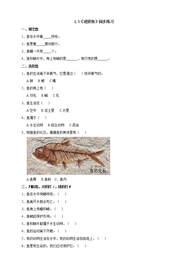 2.5《观察鱼》课件+教案+练习01