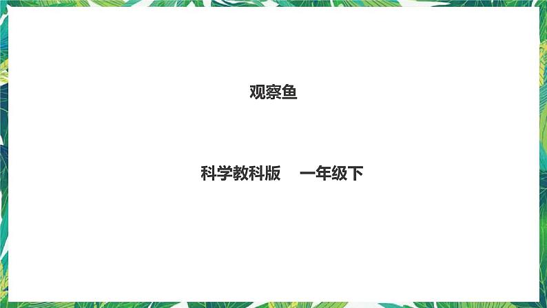 2.5《观察鱼》课件+教案+练习01