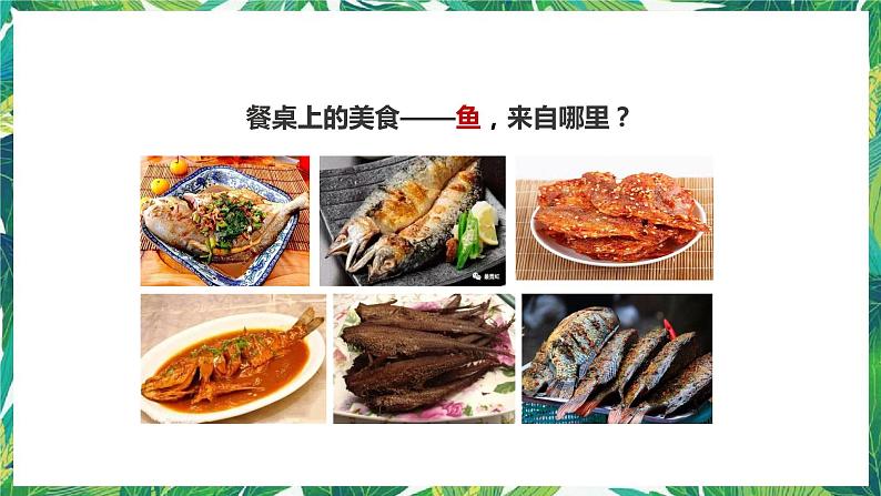 2.5《观察鱼》课件+教案+练习02