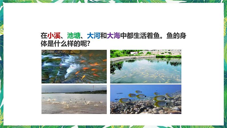 2.5《观察鱼》课件+教案+练习03