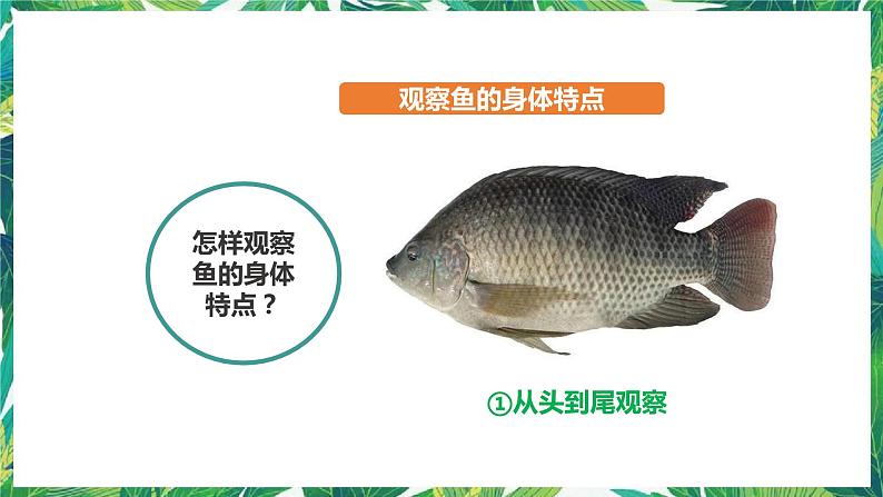 2.5《观察鱼》课件+教案+练习04