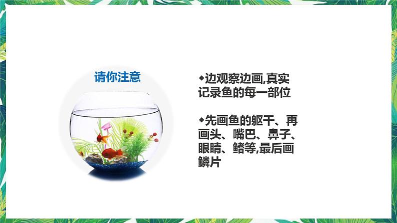 2.5《观察鱼》课件+教案+练习08