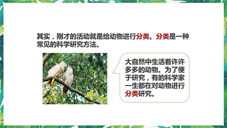 2.6《给动物分类》课件+教案+练习04