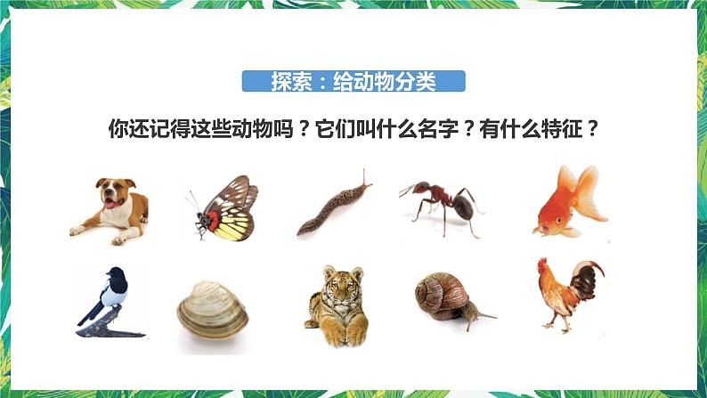 2.6《给动物分类》课件+教案+练习05