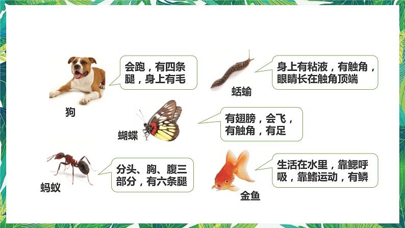 2.6《给动物分类》课件+教案+练习06