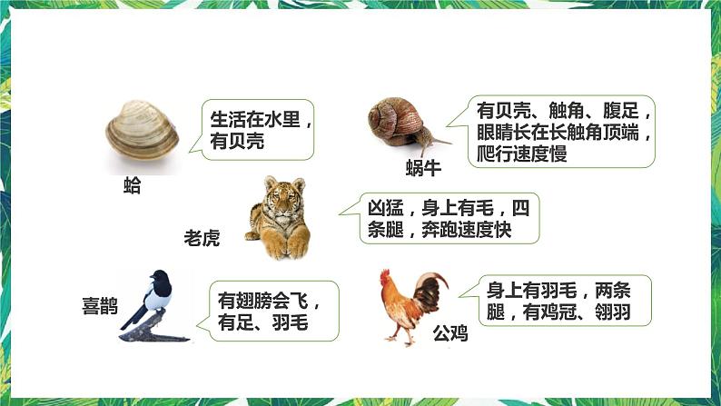 2.6《给动物分类》课件+教案+练习07