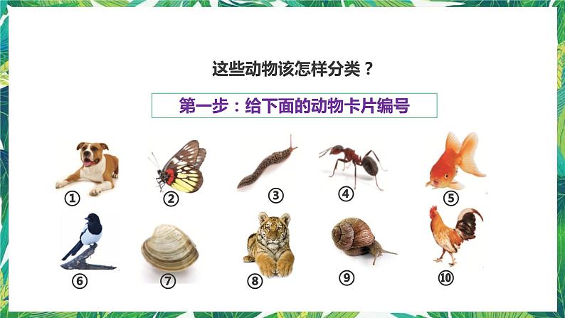 2.6《给动物分类》课件+教案+练习08