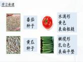 1.1《种子发芽了》课件PPT+教案+同步练习