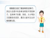 1.1《种子发芽了》课件PPT+教案+同步练习