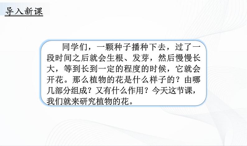 1.3《植物开花了》课件PPT+教案+同步练习02