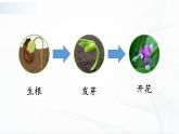 1.3《植物开花了》课件PPT+教案+同步练习