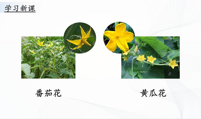 1.3《植物开花了》课件PPT+教案+同步练习04