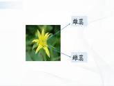 1.3《植物开花了》课件PPT+教案+同步练习