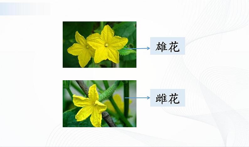 1.3《植物开花了》课件PPT+教案+同步练习06