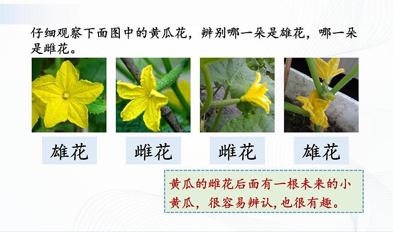 1.3《植物开花了》课件PPT+教案+同步练习08
