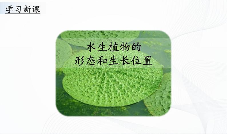 2.7《水里的植物》课件PPT+教案+同步练习03