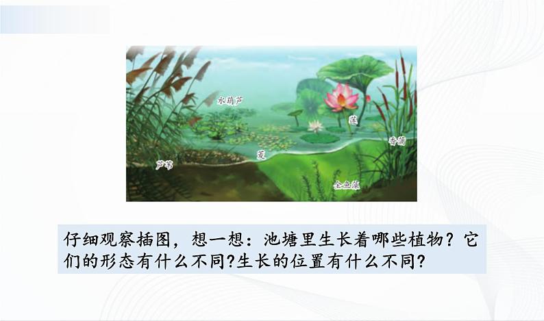 2.7《水里的植物》课件PPT+教案+同步练习04