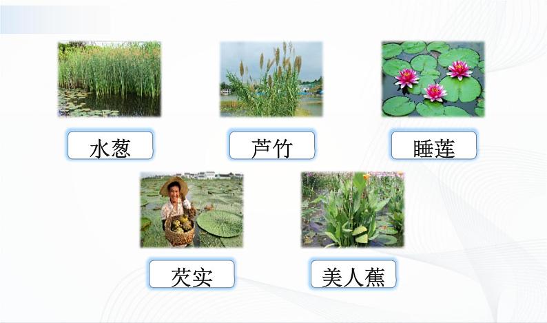 2.7《水里的植物》课件PPT+教案+同步练习07