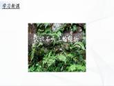 2.8《石头上的植物》课件PPT+教案+同步练习