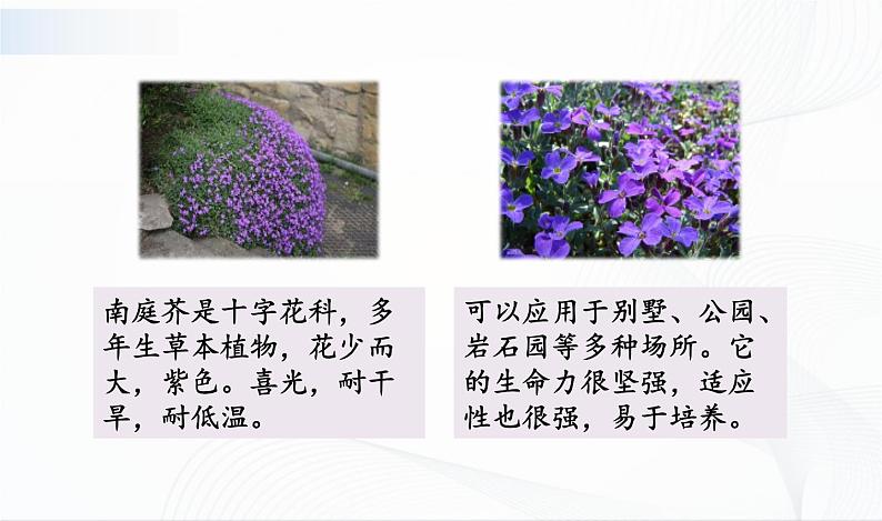 2.8《石头上的植物》课件第4页