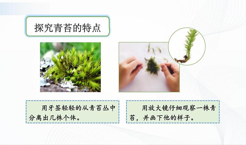 2.8《石头上的植物》课件第7页