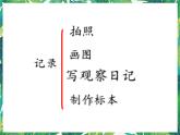 三年級下冊科學課件-2.3蠶長大了 教科版 課件+教案