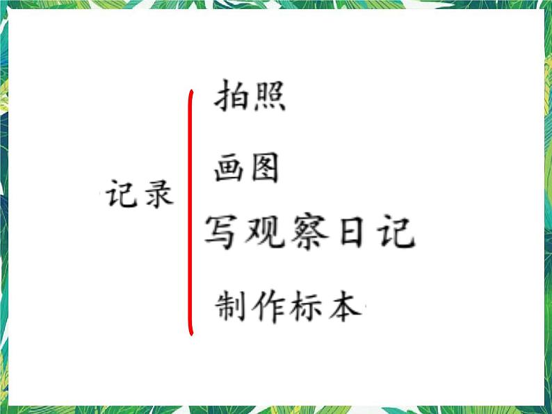 教科版三年级下册科学2.3《蚕长大了》教学课件第3页
