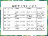 三年級下冊科學課件-2.3蠶長大了 教科版 課件+教案