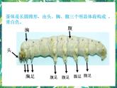 三年級下冊科學課件-2.3蠶長大了 教科版 課件+教案