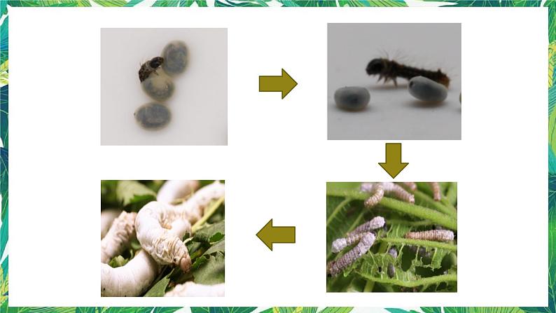 教科版三年级下册科学2.4《蚕变了新模样》教学课件第2页
