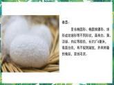 三年級下冊科學(xué)課件-2.4蠶變了新模樣  教科版 課件+教案