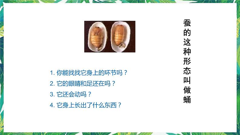 教科版三年级下册科学2.4《蚕变了新模样》教学课件第6页