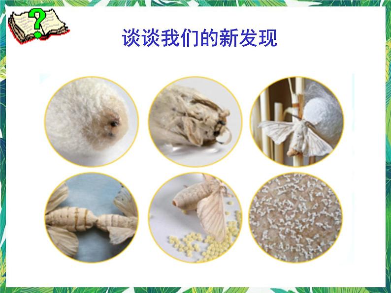 教科版三年级下册科学2.5《茧中钻出了蚕蛾》教学课件第3页
