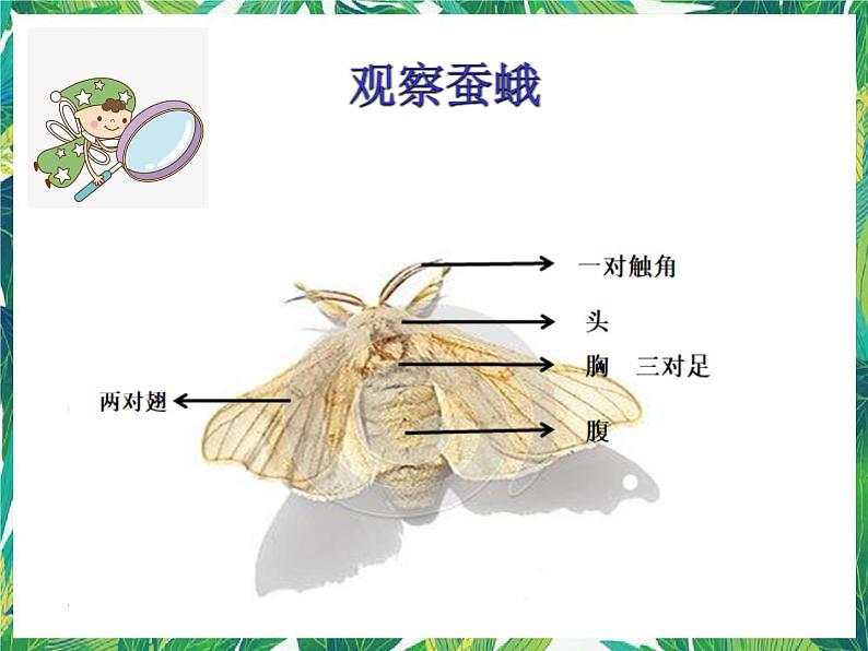 教科版三年级下册科学2.5《茧中钻出了蚕蛾》教学课件第4页