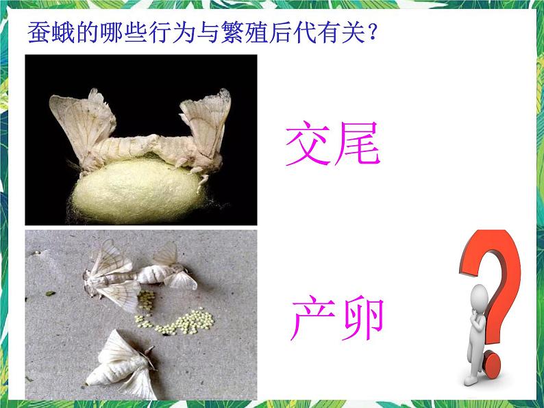 教科版三年级下册科学2.5《茧中钻出了蚕蛾》教学课件第6页