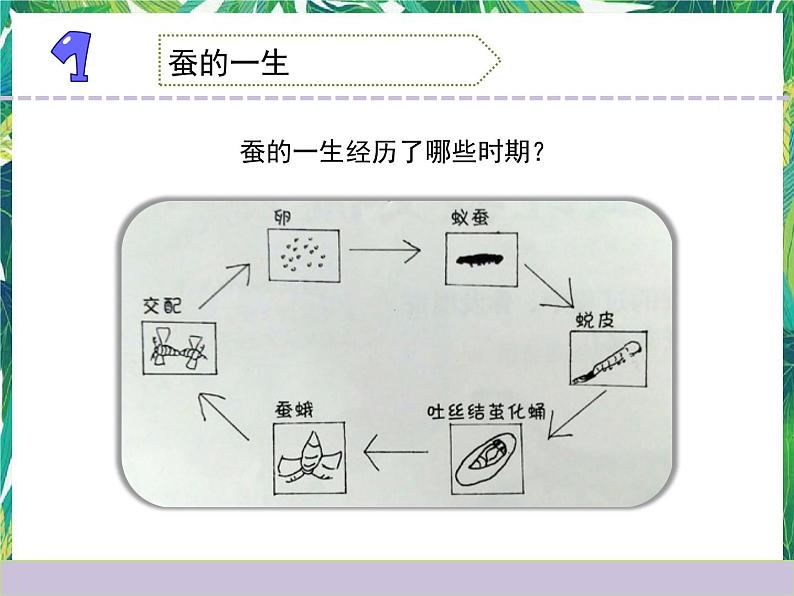 三年级下册科学课件-2.8动物的一生 教科版 课件+教案02