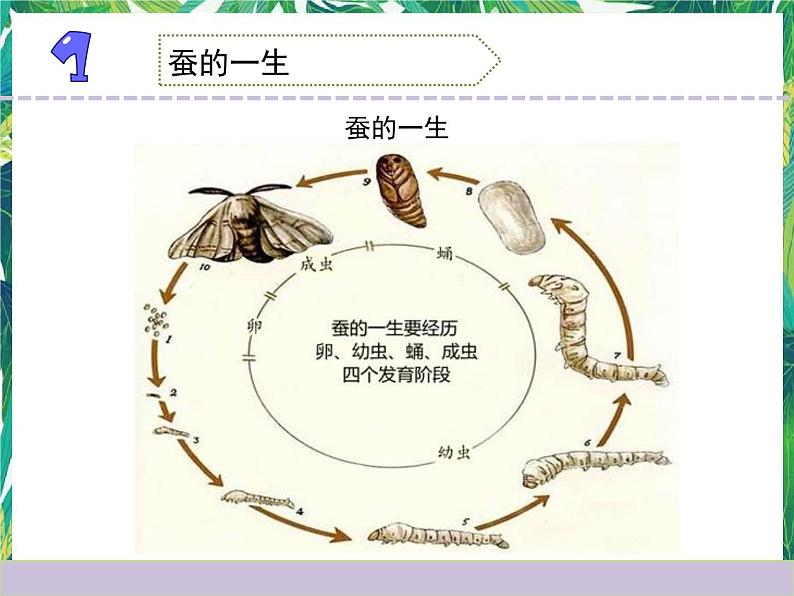 三年级下册科学课件-2.8动物的一生 教科版 课件+教案03