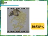 三年級下冊科學(xué)課件-2.7動物的繁殖 教科版 教科版 課件+教案