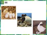 三年级下册科学课件-2.7动物的繁殖 教科版 教科版 课件+教案