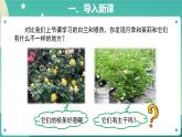 2 月季和茉莉 PPT课件+教案