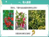 3 凤仙花和狗尾草 PPT课件+教案+素材