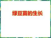 1.3《绿豆苗的生长》教科版五下科学 课件+教案