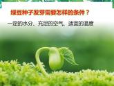 1.3《绿豆苗的生长》教科版五下科学 课件+教案