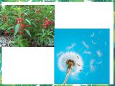 1.1《種子發(fā)芽實(shí)驗(yàn)》教科版五下科學(xué) 課件+教案