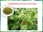1.1《種子發(fā)芽實(shí)驗(yàn)》教科版五下科學(xué) 課件+教案