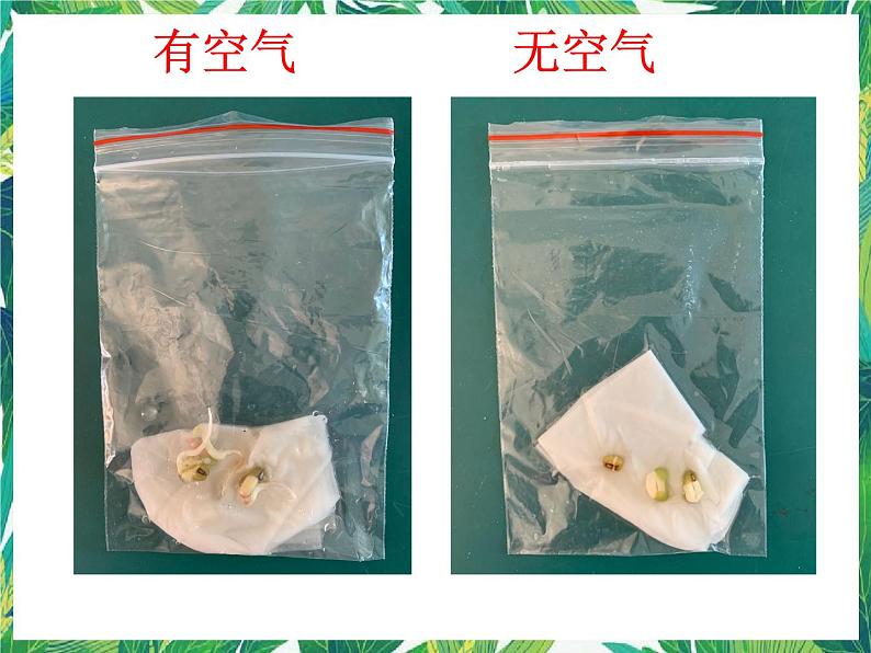 1.2《比较种子发芽实验》 教科版五下科学 课件+教案04